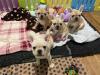 Puppies for sale Germany, Dusseldorf French Bulldog