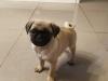 Puppies for sale Greece, Athens Pug