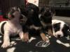 Puppies for sale Germany, Wiesbaden Jack Russell Terrier