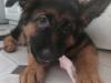 Puppies for sale Cyprus, Nicosia German Shepherd Dog