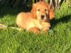 Puppies for sale Cyprus, Nicosia Golden Retriever