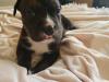 Puppies for sale Denmark, Kopenagen Staffordshire Bull Terrier