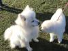 Puppies for sale Cyprus, Paphos Samoyed dog (Samoyed)