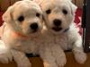 Puppies for sale Netherlands, Rotterdam Bichon