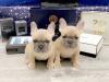 Puppies for sale Finland, Rovaniemi French Bulldog