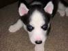Puppies for sale Denmark, Kopenagen Haski
