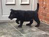 Puppies for sale Netherlands, Rotterdam German Dog