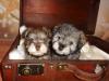 Puppies for sale Netherlands, Amsterdam Other breed, Schnauzers