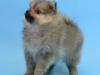 Puppies for sale Denmark, Aalborg Pomeranian Spitz