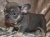 Puppies for sale Cyprus, Paphos French Bulldog