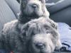 Puppies for sale Hungary, Budapest Shar Pei