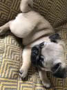 Puppies for sale Austria, Vienna Pug