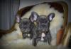 Puppies for sale Cyprus, Paphos French Bulldog