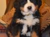 Puppies for sale Germany, Brandenburg Bernese Mountain Dog