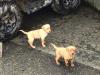 Puppies for sale Cyprus, Larnaca Labrador