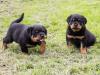 Puppies for sale Germany, Dortmund Rottweiler