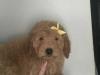 Puppies for sale Sweden, Stockholm Cocker Spaniel, Cockapoo