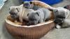 Puppies for sale Finland, Helsinki French Bulldog