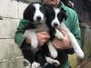 Puppies for sale Hungary, Debrecen Border Collie