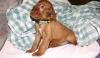 Puppies for sale Cyprus, Nicosia Irish Setter
