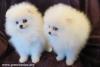Puppies for sale Finland, Lahti Pomeranian Spitz