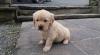 Puppies for sale Austria, Graz Golden Retriever