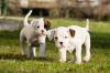 Puppies for sale Greece, Thessaloniki Boxer