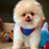 Puppies for sale Austria, Linz Pomeranian Spitz