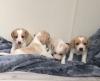 Puppies for sale Netherlands, Leiden Beagle