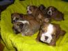 Puppies for sale Luxembourg, Luxembourg English Bulldog
