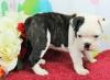 Puppies for sale Germany, Bochum English Bulldog