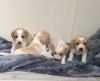 Puppies for sale Luxembourg, Luxembourg Beagle
