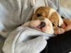 Puppies for sale Denmark, Kopenagen English Bulldog
