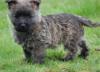 Puppies for sale Cyprus, Nicosia Kern-terrier, Cairn Terrier