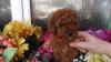 Puppies for sale Luxembourg, Luxembourg Toy-poodle