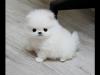 Puppies for sale Turkmenistan, Dashoguz Pomeranian Spitz