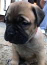 Puppies for sale Finland, Turks Bullmastiff