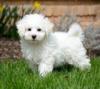 Puppies for sale Cyprus, Nicosia Bichon