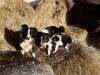 Puppies for sale Luxembourg, Luxembourg Border Collie
