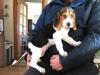 Puppies for sale Netherlands, Amsterdam Beagle