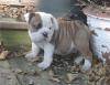Puppies for sale Greece, Athens English Bulldog