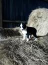 Puppies for sale Finland, Tampere Border Collie