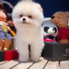 Puppies for sale Greece, Larissa Pomeranian Spitz
