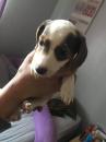 Puppies for sale Belgium, Charleroi Beagle