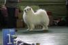 Puppies for sale Luxembourg, Luxembourg Samoyed dog (Samoyed)