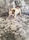 Puppies for sale Germany, Dortmund English Bulldog