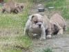 Puppies for sale France, Lille English Bulldog