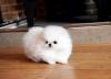 Puppies for sale Poland, Bielsko-Biala Pomeranian Spitz