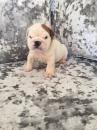 Puppies for sale Austria, Linz English Bulldog