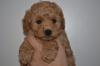 Puppies for sale Belgium, Liege Toy-poodle